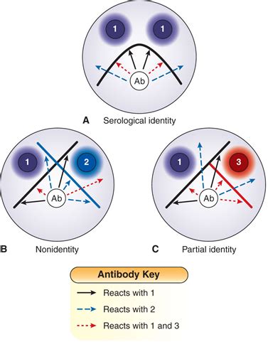 Chapters 9-13. Serology Techniques Flashcards | Quizlet