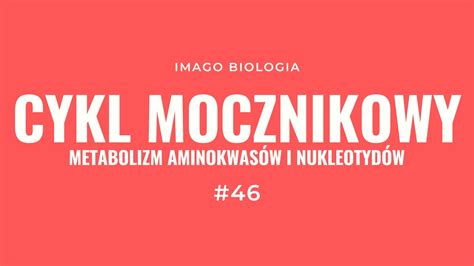 Cykl Mocznikowy Metabolizm Aminokwas W I Nukleotyd W Youtube