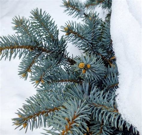 Colorado Blue Spruce Bonsai Trees (picea pungens) | Bonsai Tree Gardener