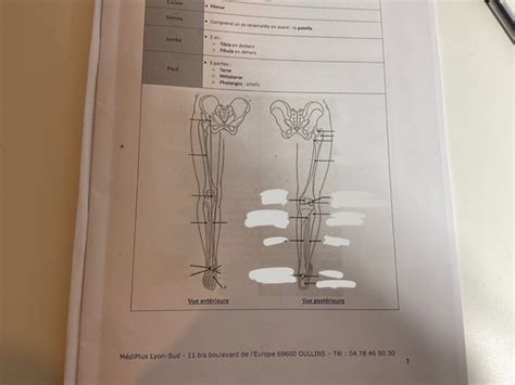 Spea Anatomie Membre Pelvien Cartes Quizlet