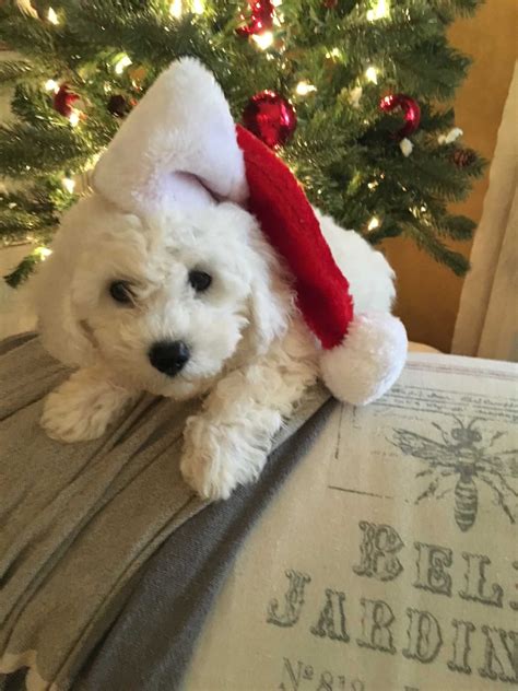 LIZ WHITTENBERG Bichon Frise Puppies For Sale In Dickinson TX Born