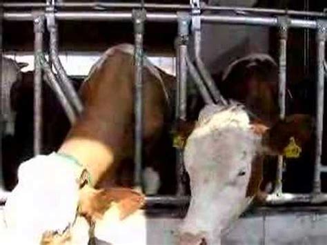 Nacket girls having fun - YouTube