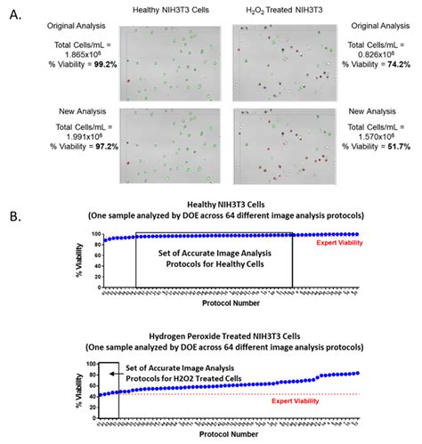 NIH 3T3 Fibroblasts Cultured Under Optimal Growth Conditions