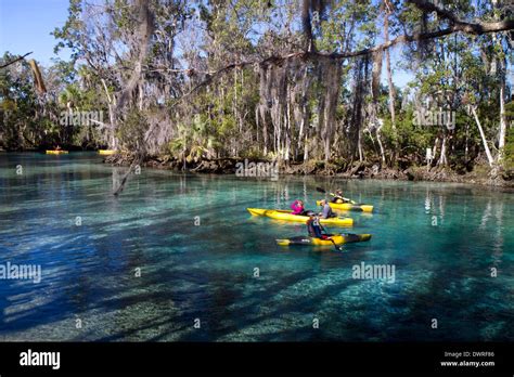 Tourists viewing manatees from kayaks in the Crystal River National