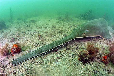Peixe Serra É Remoso - No Mar Profundo: Peixe-serra