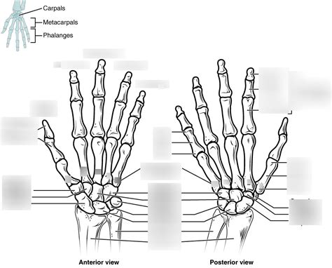 Handwrist Bones Diagram Quizlet