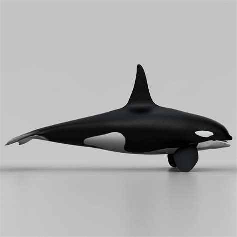 Orca 3d Model 99 Max 3ds Lwo Obj C4d Ma Free3d