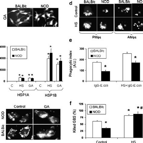 Increased Phagocytosis And Bactericidal Activity Are Observed In