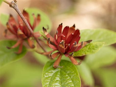 Flowering Shrubs by Season | Better Homes & Gardens