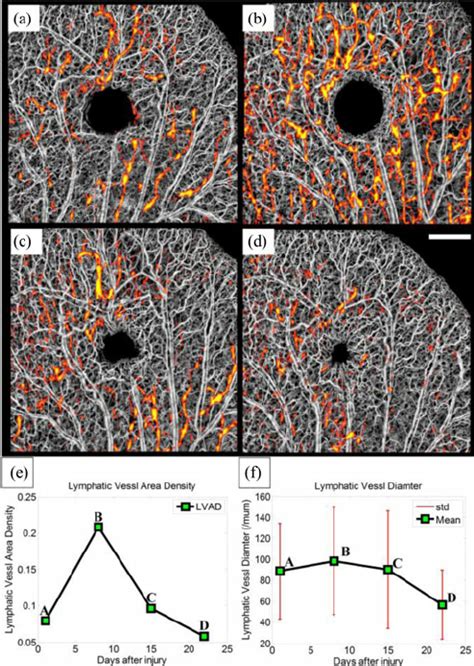 Ad Simultaneous Imaging Blood And Lymphatic Vessels In The Healing