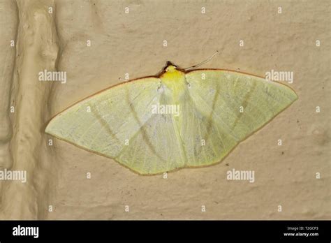 Moth Malaysia Hi Res Stock Photography And Images Alamy