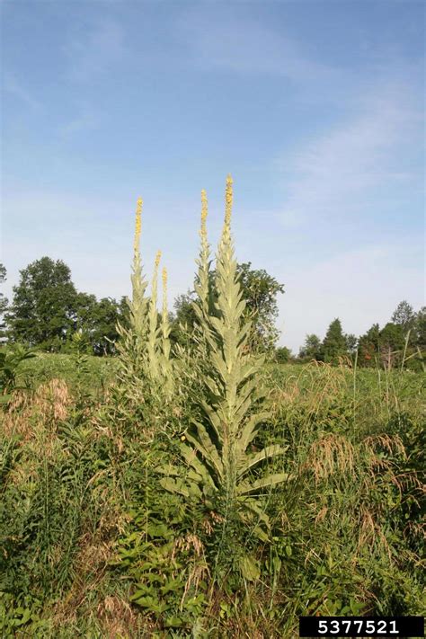 Common Mullein Verbascum Thapsus