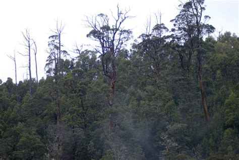 tasmanian wilderness-5144 | Stockarch Free Stock Photo Archive