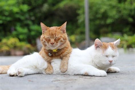 2019年6月11日、茶トラが旅立ちました茶トラ1茶トラ2 かご猫 可愛いワンちゃん 茶トラ