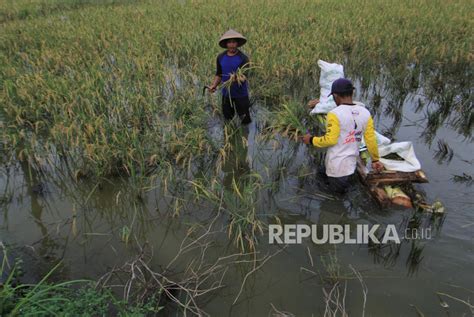 13 677 Hektare Sawah Di Indramayu Terendam Banjir Republika Online