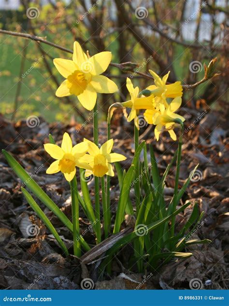 Daffodils in bloom stock image. Image of gardening, narcissus - 8986331