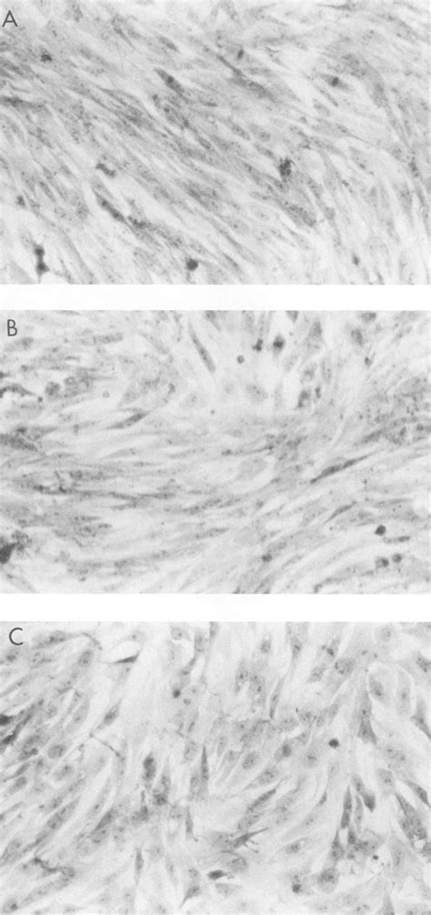 Fusion assays with fusion protein-expressing cells. (A) Confluent ...