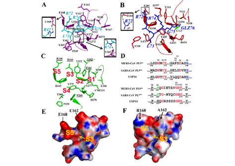 Substrate-binding site of MERS-CoV PL pro as deduced from the ... 