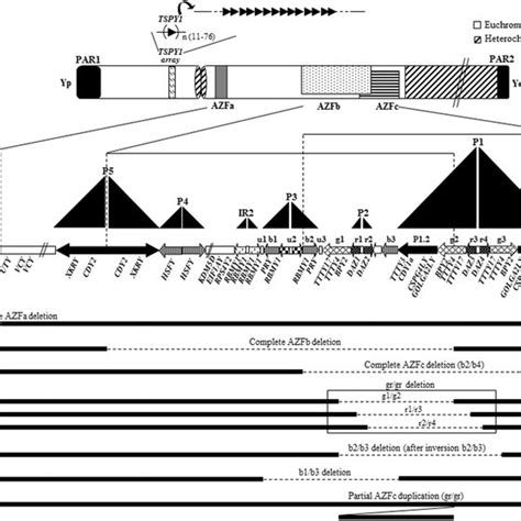 Schematic Representation Of The Y Chromosome Of The Different