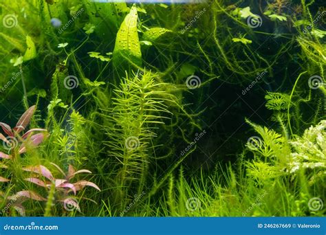 Green And Red Aquatic Plants Grow In Bright Led Light Of Freshwater