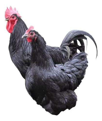 Ovos Galados Gigante Negro De Jersey Embrapa Brahma