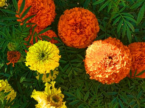 Marigolds Free Stock Photo Public Domain Pictures