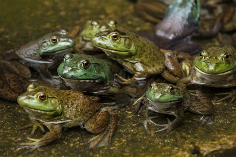 How To Breed Frogs In 10 Vet Approved Steps Hepper