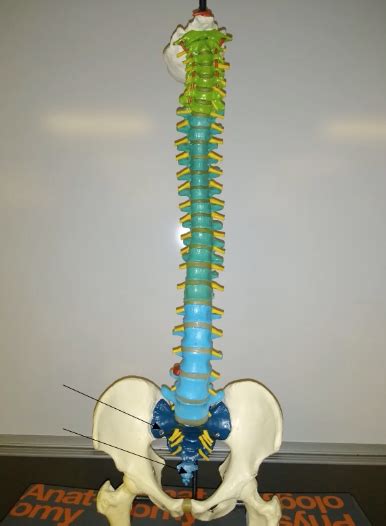 Spine Labeling Diagram Quizlet