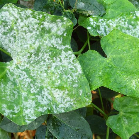 Biologischer Pflanzenschutz Im Garten Samenhaus Gartenblog