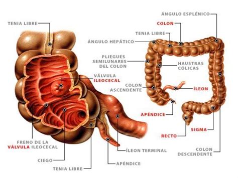 Anatom A Del Intestino Grueso Sistema Digestivo