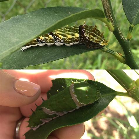 The Difference In Colouring Of An Orchard Swallowtail Caterpillar Lemon Vs Lime Tree Entomology