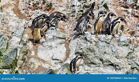 Humboldt Penguin In The Ballestas Islands 2 Peru Stock Image Image