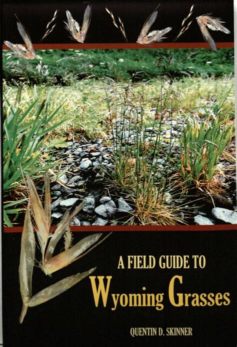 Field Guide To Wyoming Grasses Quentin D Skinner 9780615387628