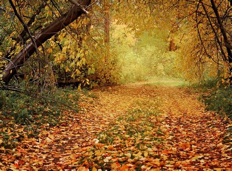 Autumn Path In The Woods Free Stock Photo - Public Domain Pictures