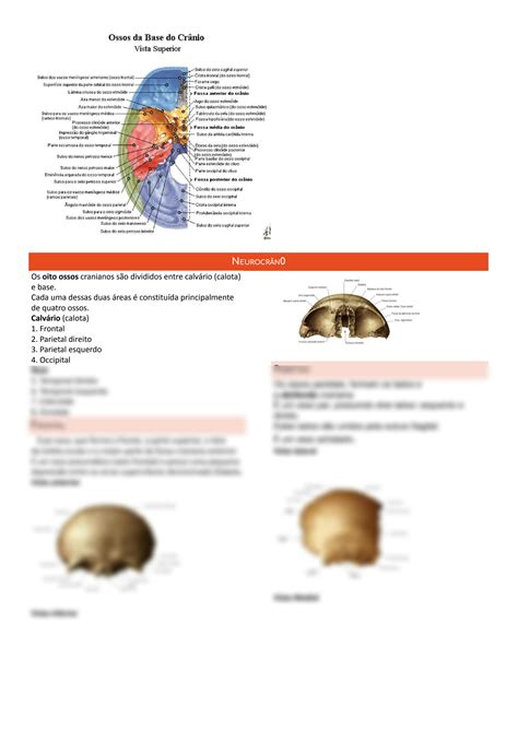 Solution Osteologia E M Sculos Da Cabe A E Pesco O Ok Studypool