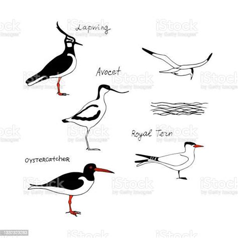 Oiseaux Avec Des Noms Jeu Dimages De Silhouette De Ligne De Dessin