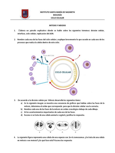 Mitosis Y Meiosis Actividad Pdf Mitosis Mitosis