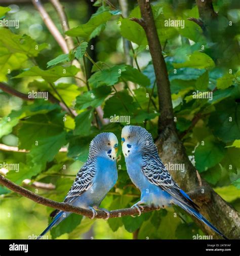 Types Of Australian Parrots