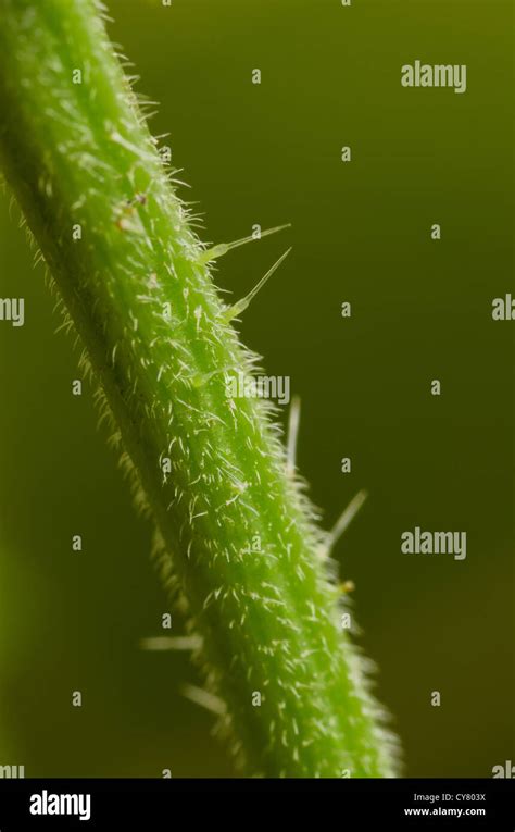 Cause Of Nettle Rash Common Stinging Nettles In Close Up Detail Showing