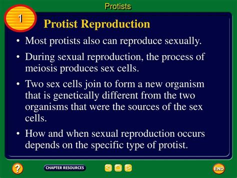 Ppt Chapter Protists And Fungi Powerpoint Presentation Free Download Id4471301