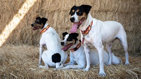 El Ratonero Bodeguero Andaluz El Perro Espa Ol Reconocido Mundialmente