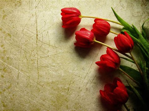 Free Tulip Wallpapers for Desktop - WallpaperSafari