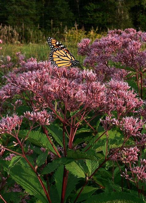 Sadziec Purpurowy ATROPURPUREUM Syn Sadziec Plamisty Eupatorium