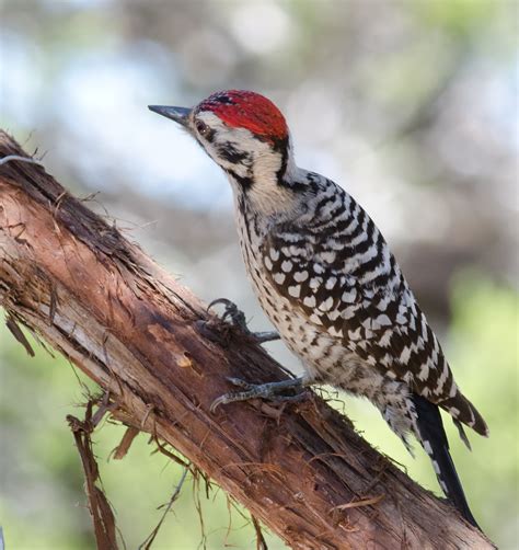 Woodpecker Pictures from Texas