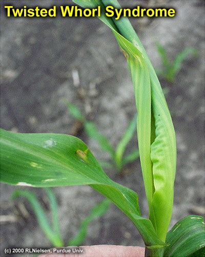 Twisted Whorl Symptoms In Corn Purdue Univ