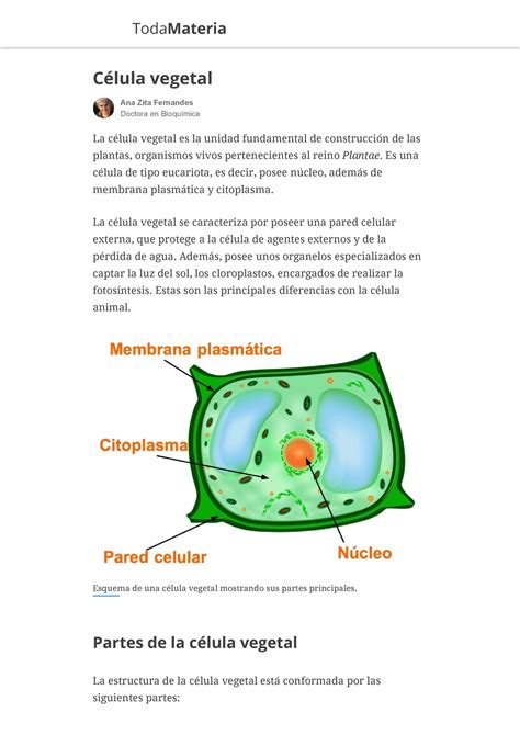 Qué Es La Célula Vegetal Partes Y Características Toda Materia Todamateria Célula Vegetal