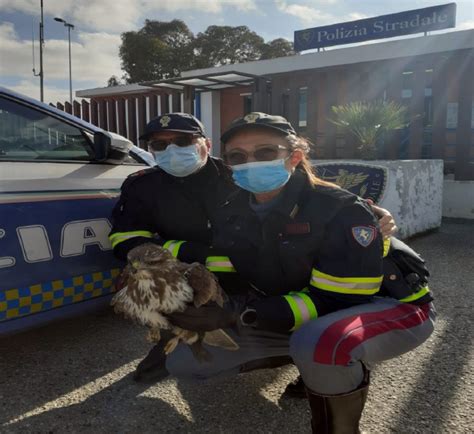 Vasto La Polizia Stradale Salva Una Poiana Ferita Rete