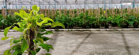 Elegir Plantas Pasos Importantes Para Comprar Tus Plantas