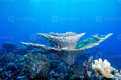 diving in colorful reef underwater 12213811 Stock Photo at Vecteezy