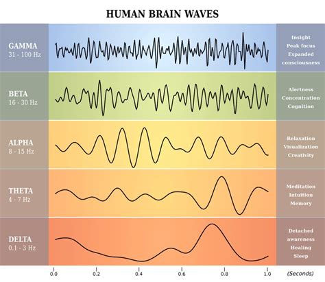 Sleep Stages And Brain Waves